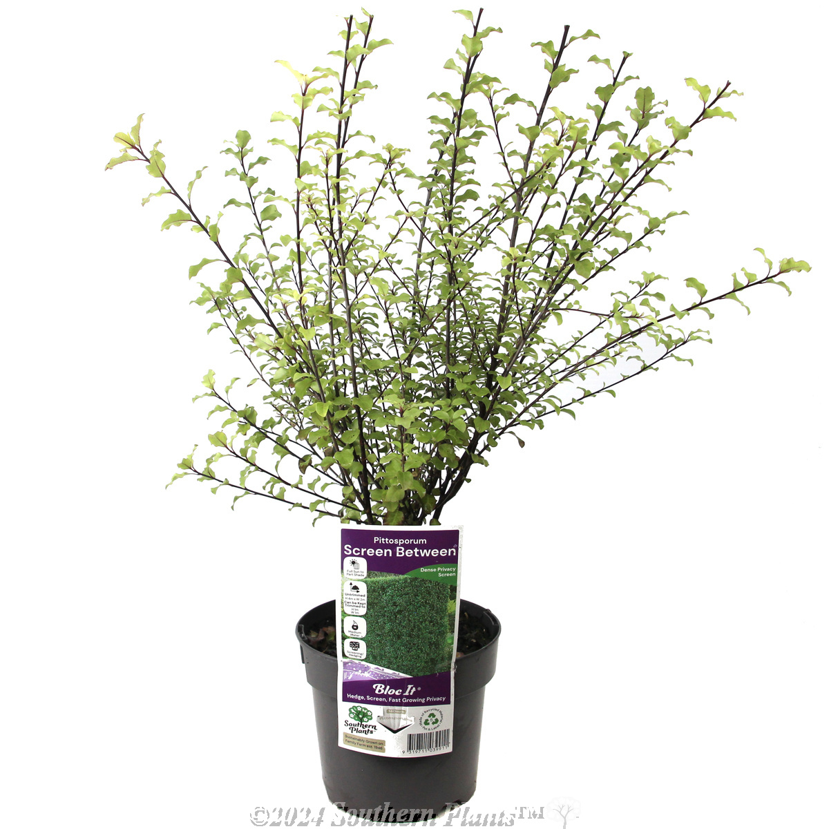 Pittosporum Screen Between