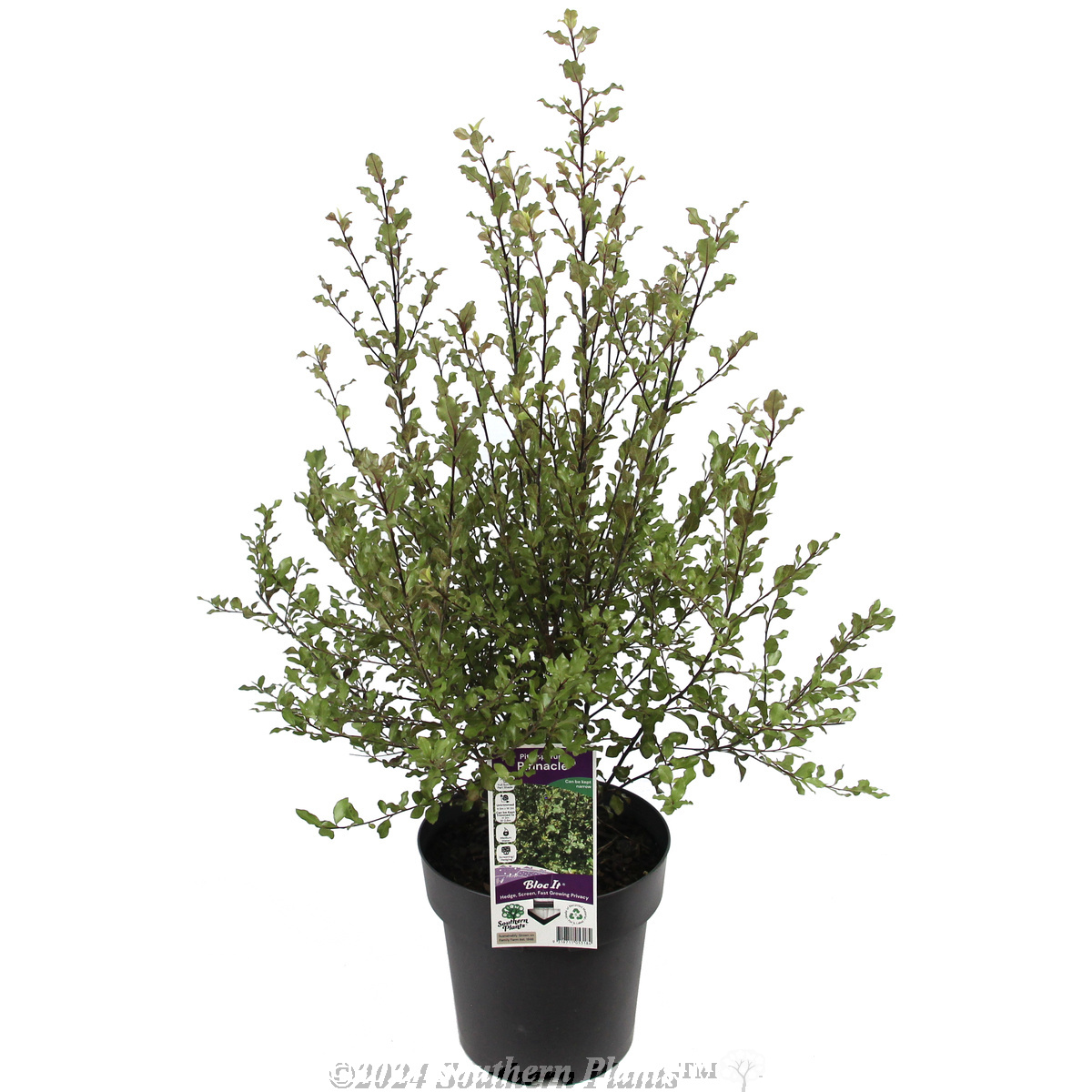 Pittosporum Screen Between