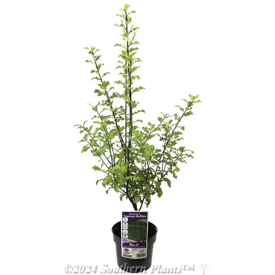 Pittosporum Tasman Ruffles