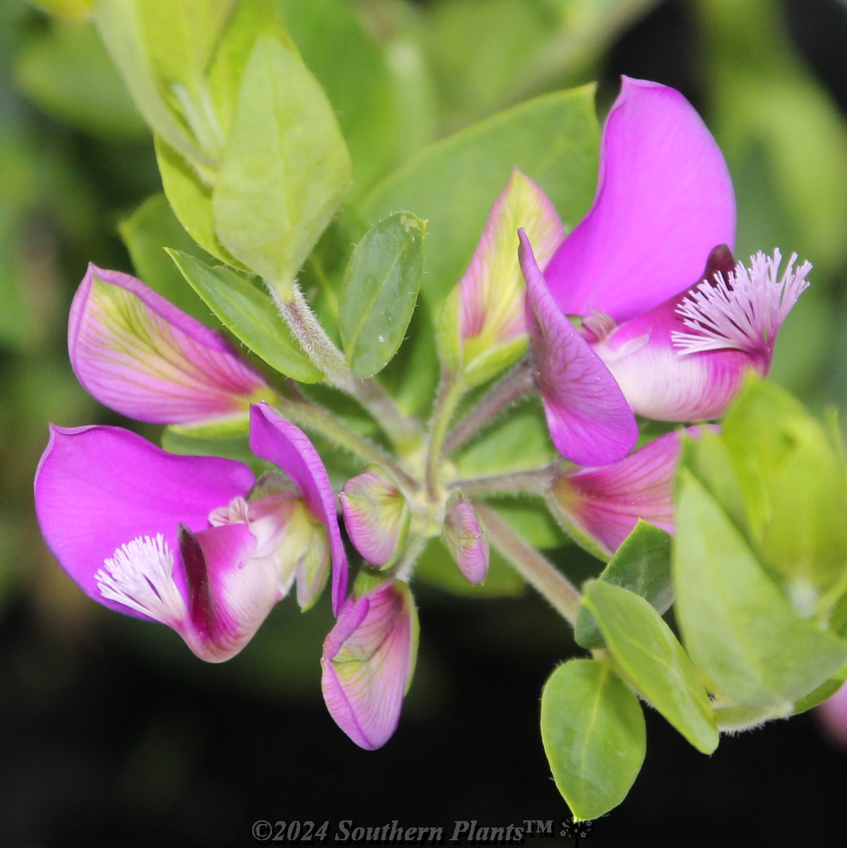 Sweet Pea Shrub
