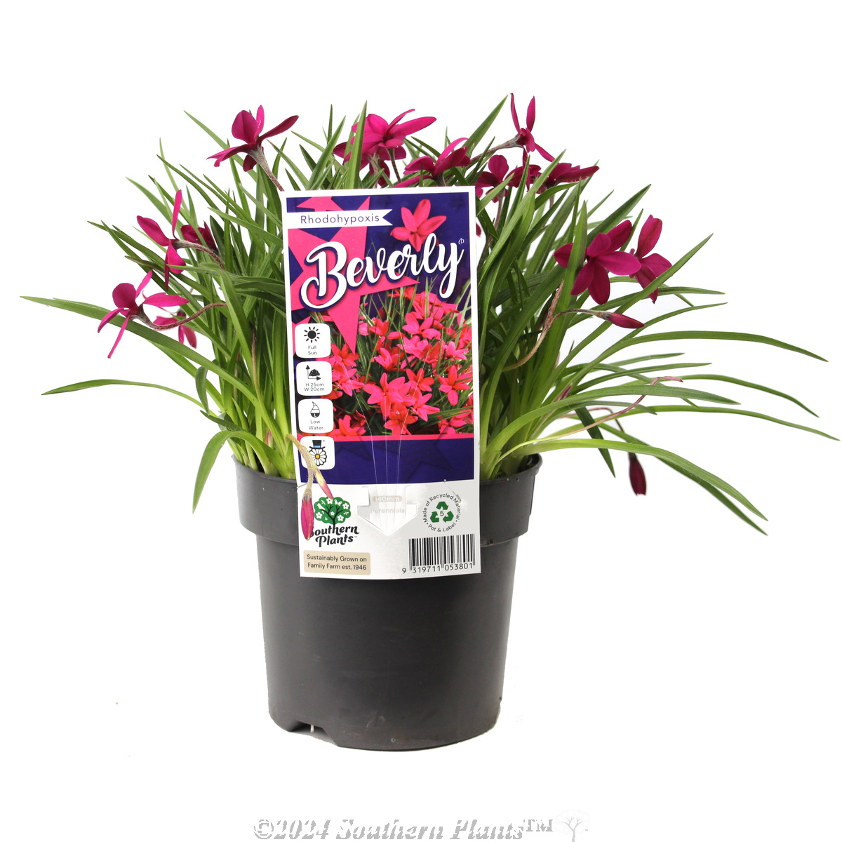Rhodohypoxis Beverley