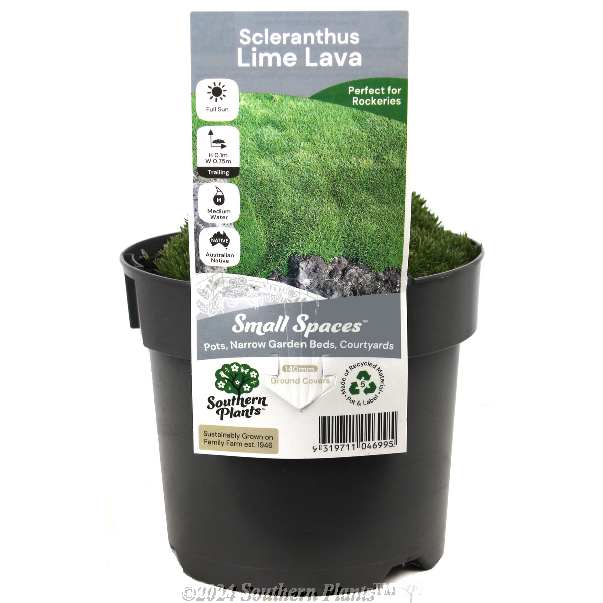 Cushion Bush