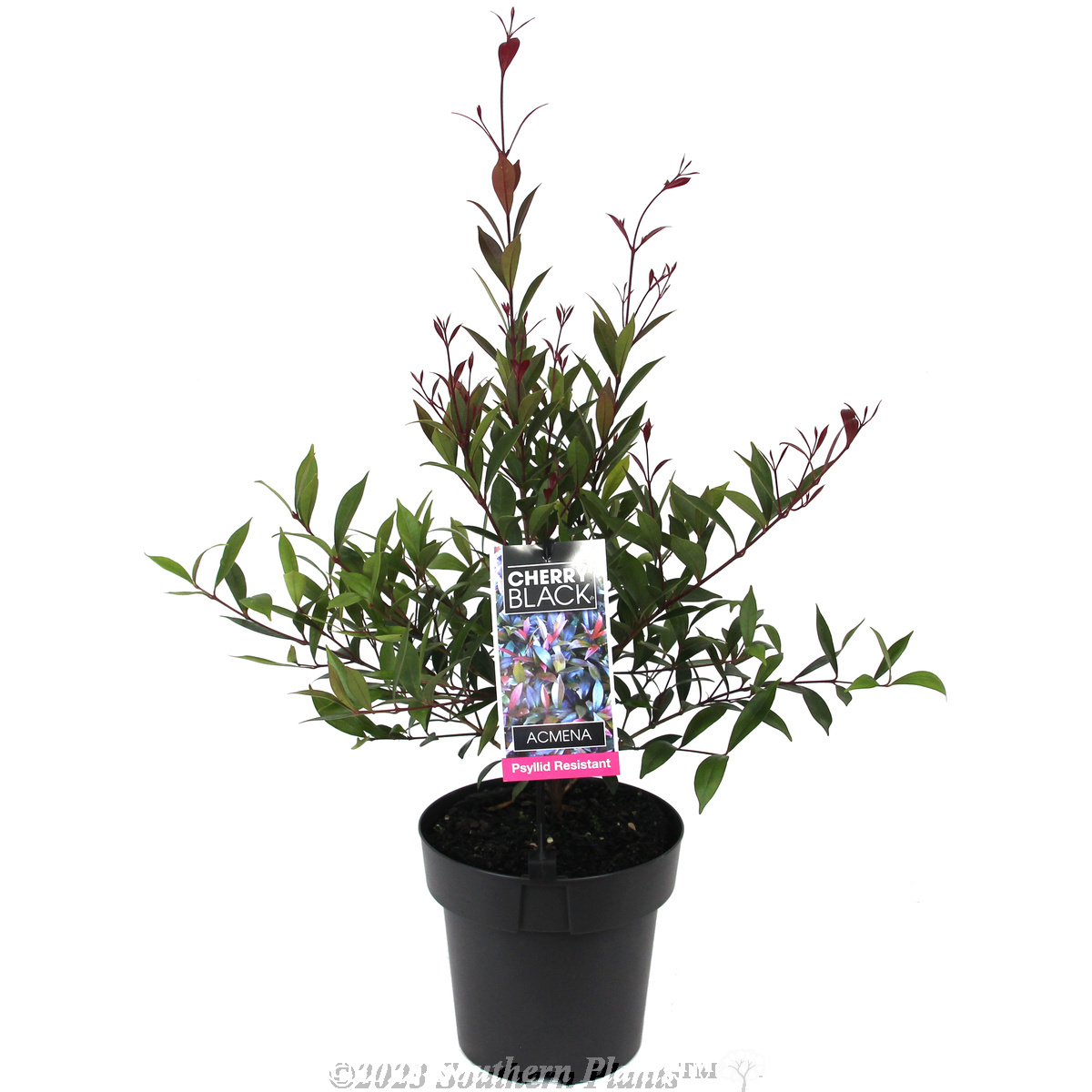 Lilly Pilly 'Cherry Black'