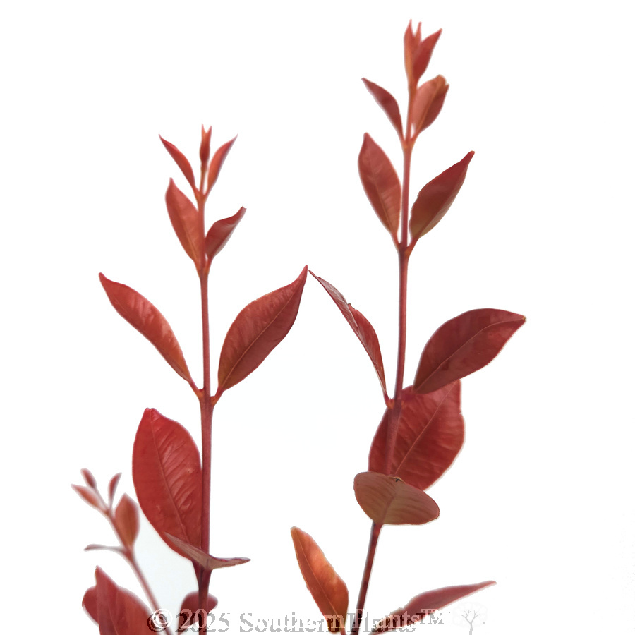Lilly Pilly Firescreen