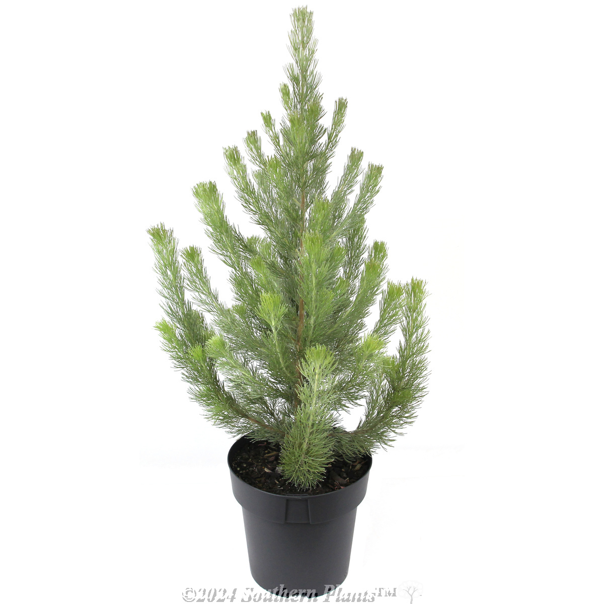 Woolly Bush