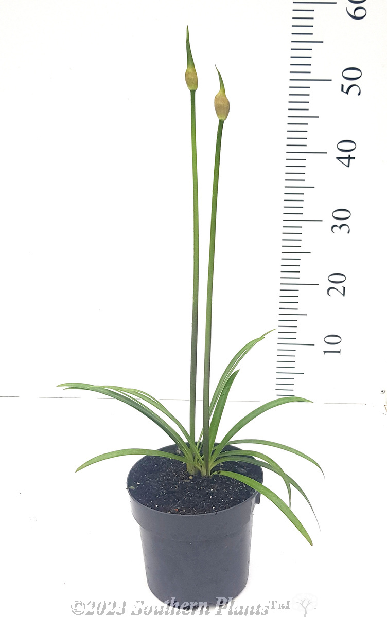 Agapanthus Baby Blue