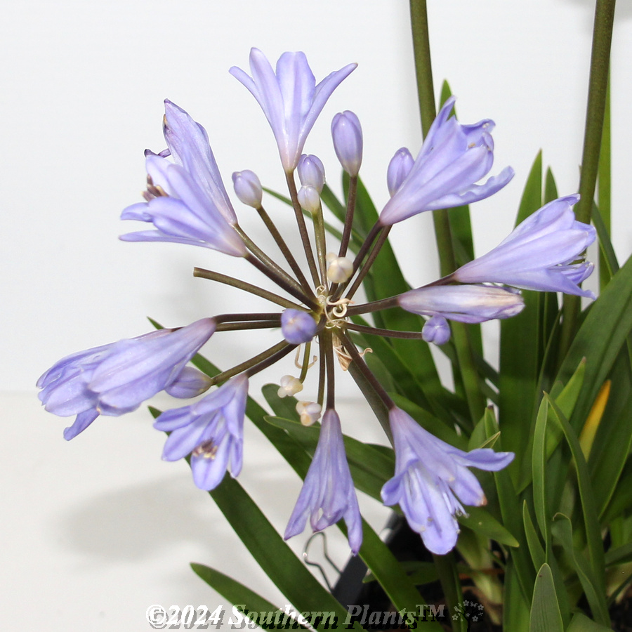 Agapanthus Baby Pete