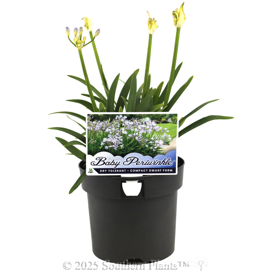 Agapanthus Baby Periwinkle