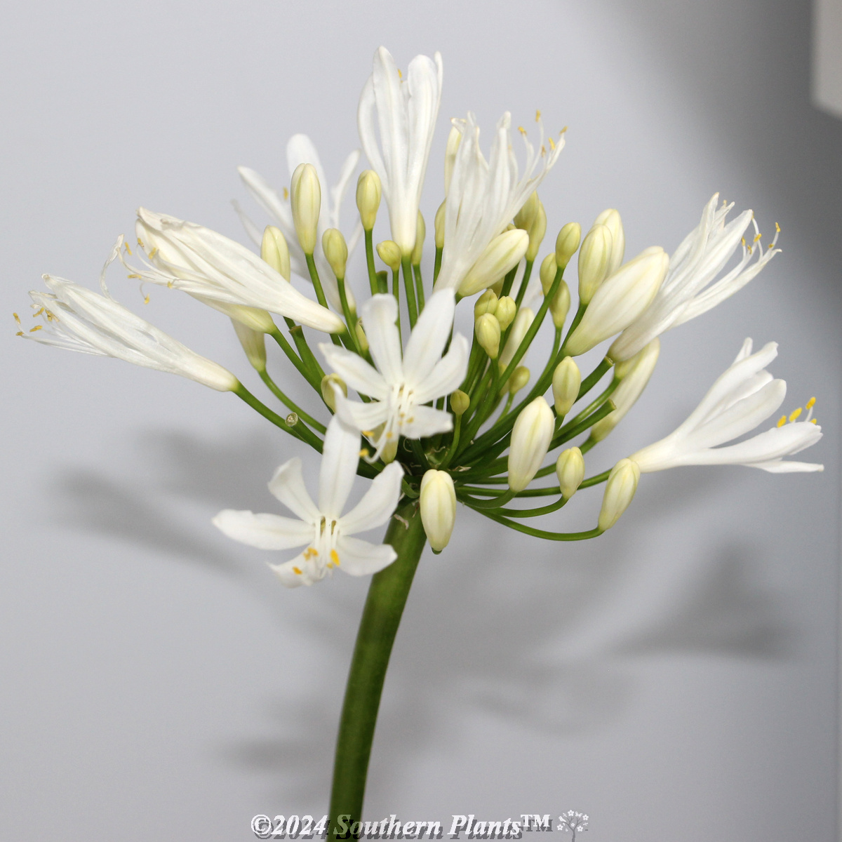 Perpetual Peace Agapanthus