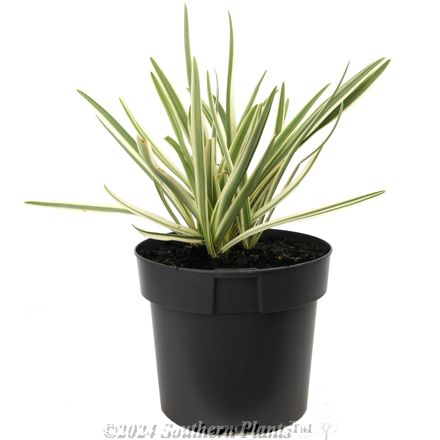 Agapanthus Tinkerbell
