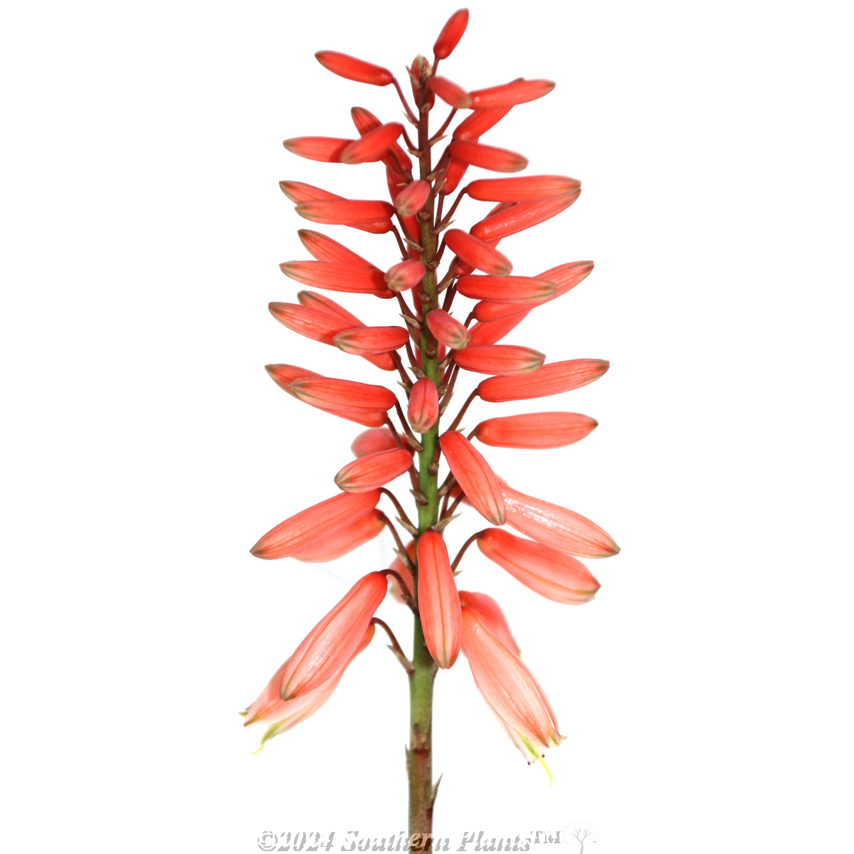 Aloe Mighty Coral