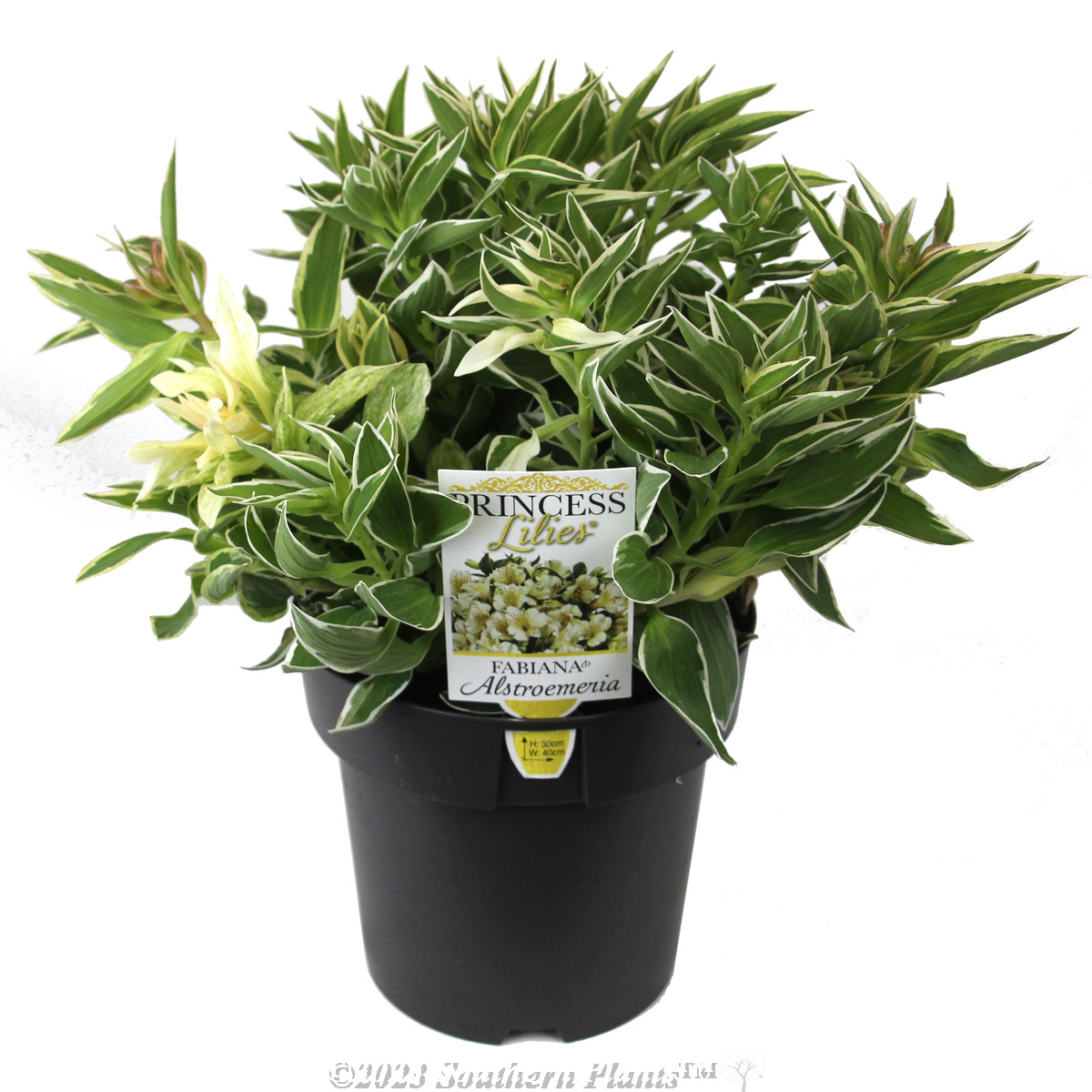 Alstroemeria Princess Lilies® Fabiana