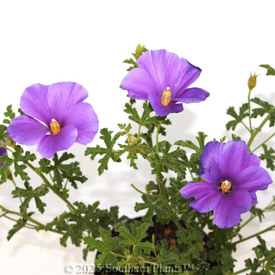 Native Hibiscus