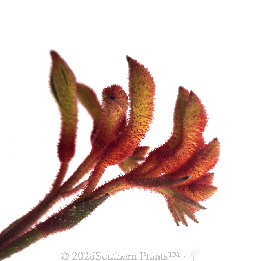 Amber Velvet™ Kangaroo Paw