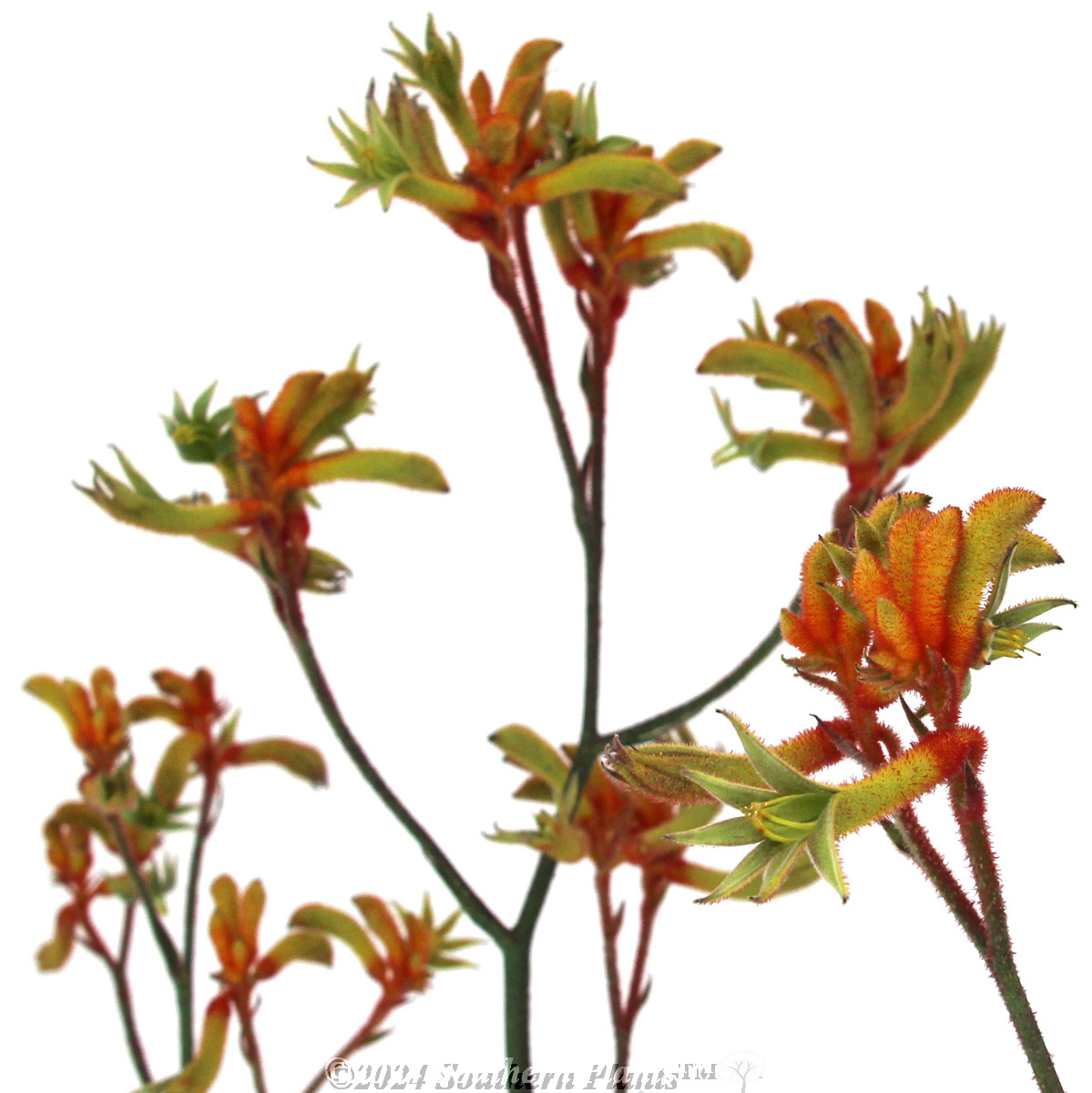 Bush Blitz Kangaroo Paw