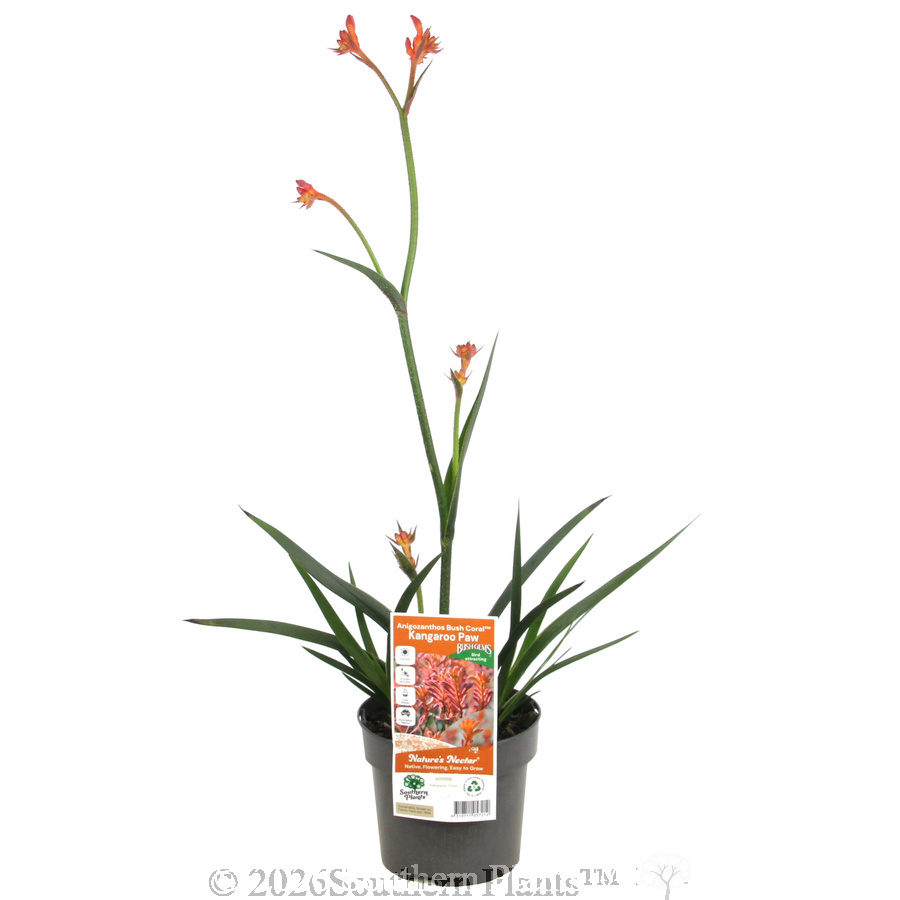Bush Coral Kangaroo Paw