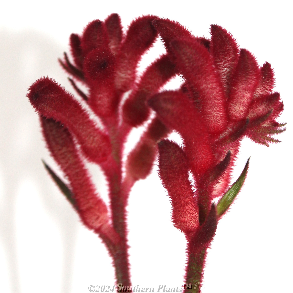 Bush Crystal Kangaroo Paw
