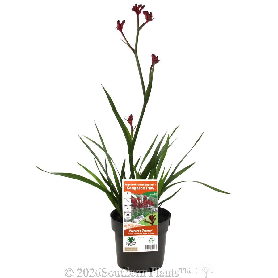 Kangaroo Paw Bush Elegance
