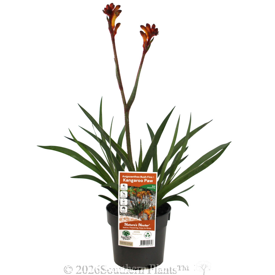 Kangaroo Paw 'Bush Fire'