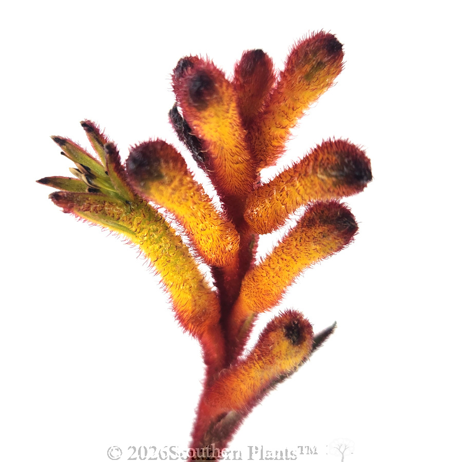 Kangaroo Paw 'Bush Fire'