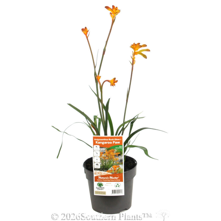 Bush Glow Kangaroo Paw