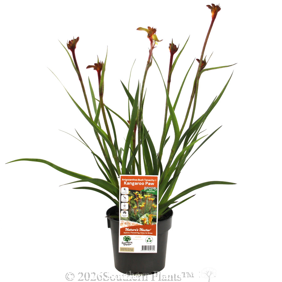Bush Tenacity Kangaroo Paw