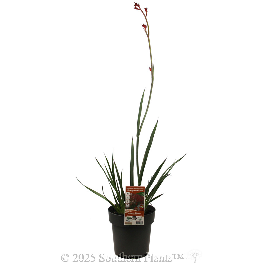 Bush Endeavour Kangaroo Paw