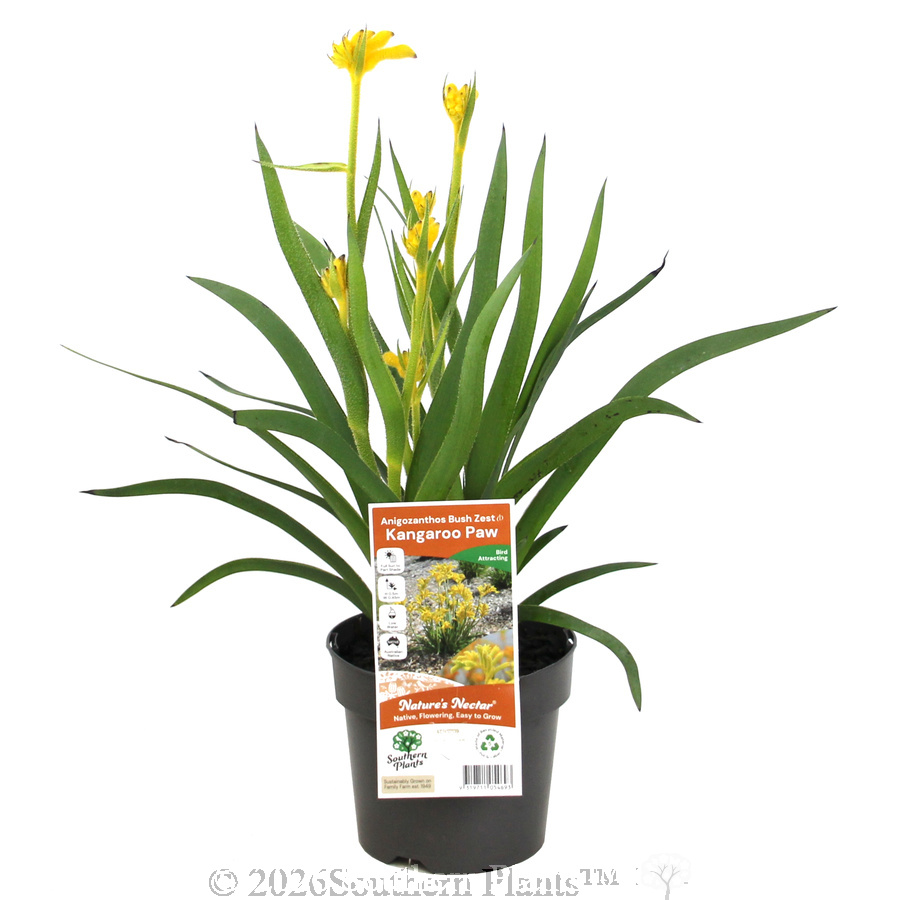 Bush Zest Kangaroo Paw