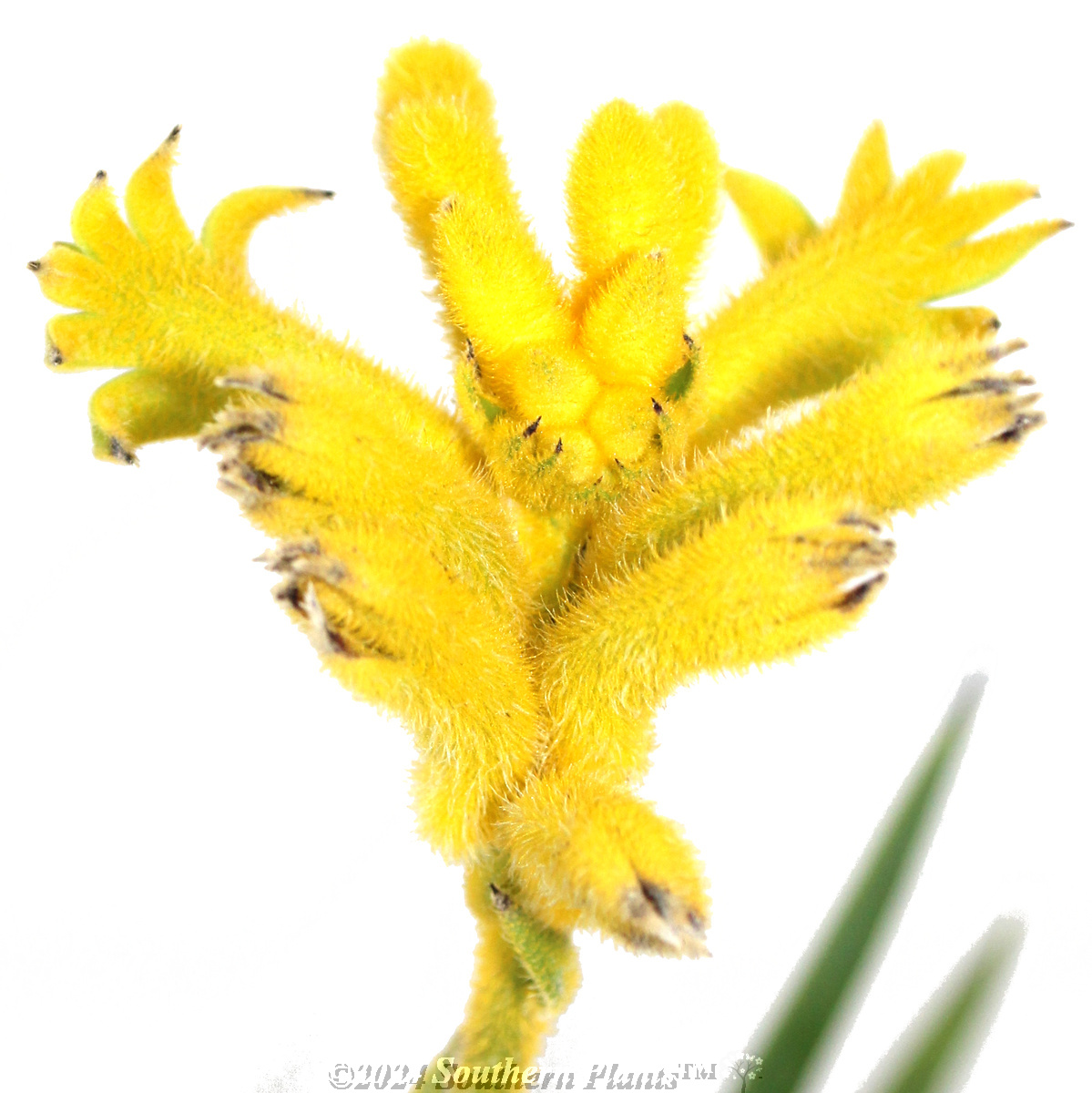 Bush Zest Kangaroo Paw