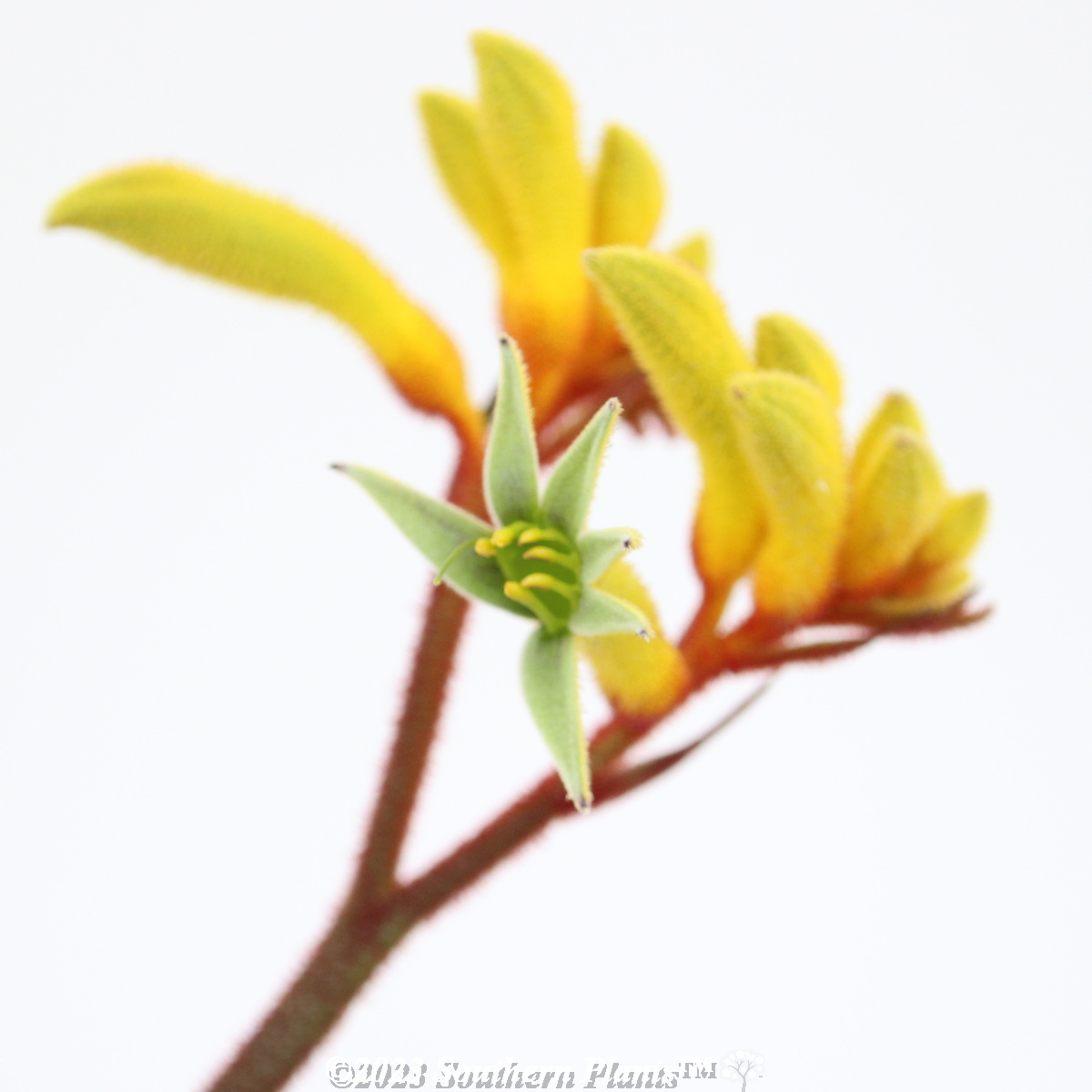 Anigozanthos Gold Velvet
