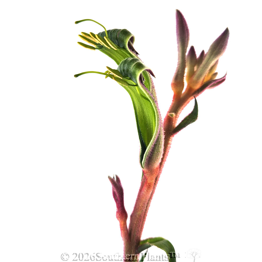 Kings Park Royale™ Kangaroo Paw