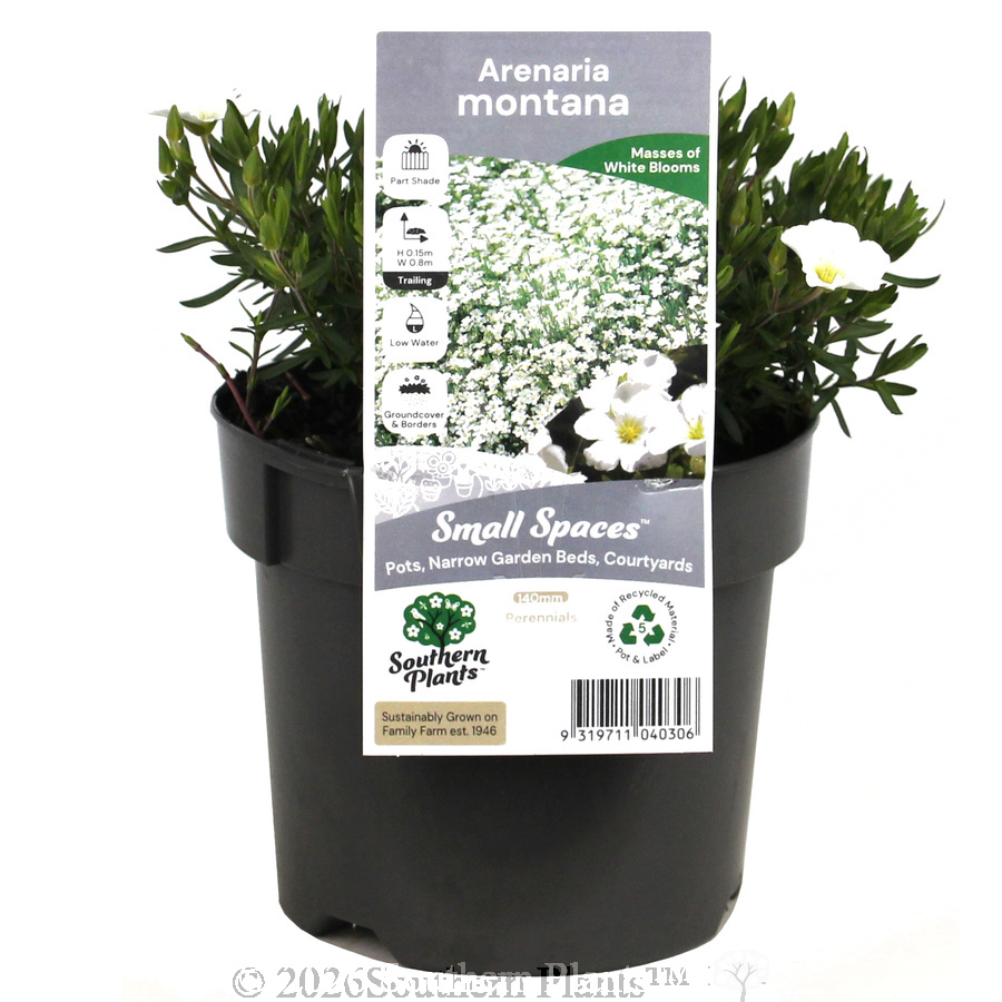 Mountain Sandwort
