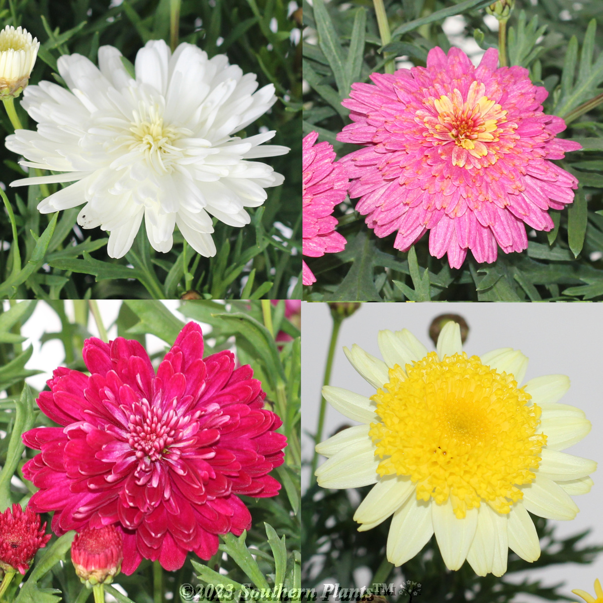Argyranthemum Assorted