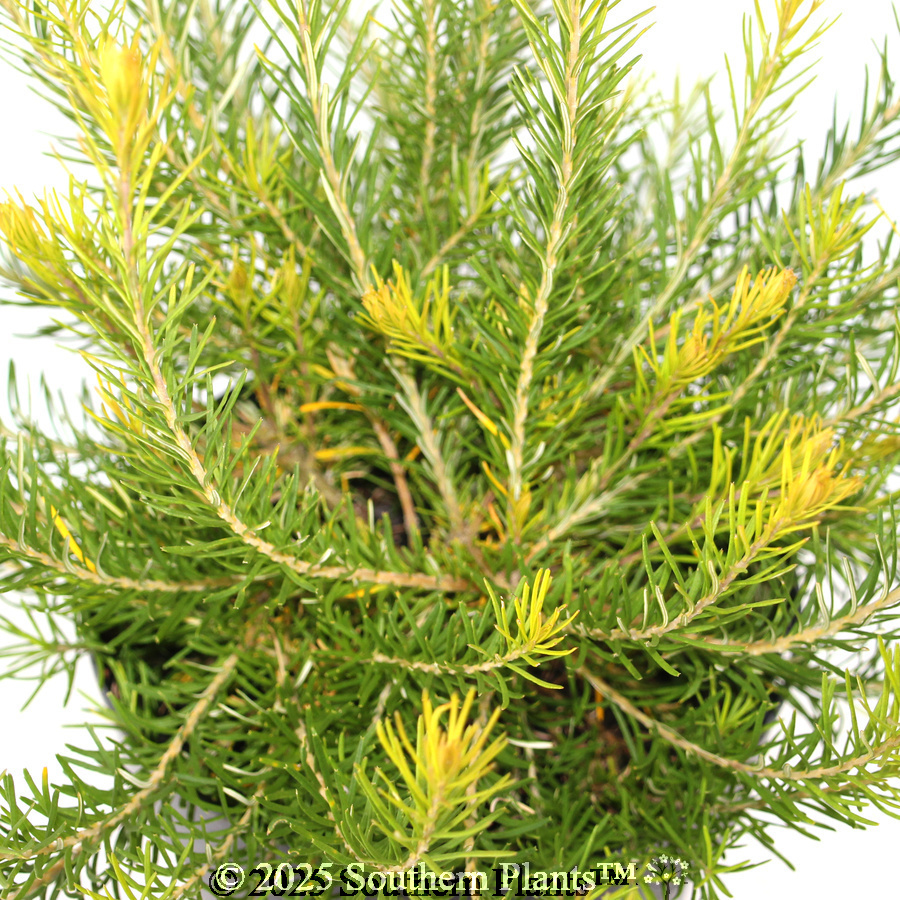 Heath Banksia