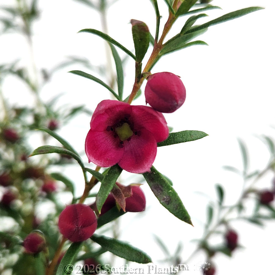 Boronia Fiesta