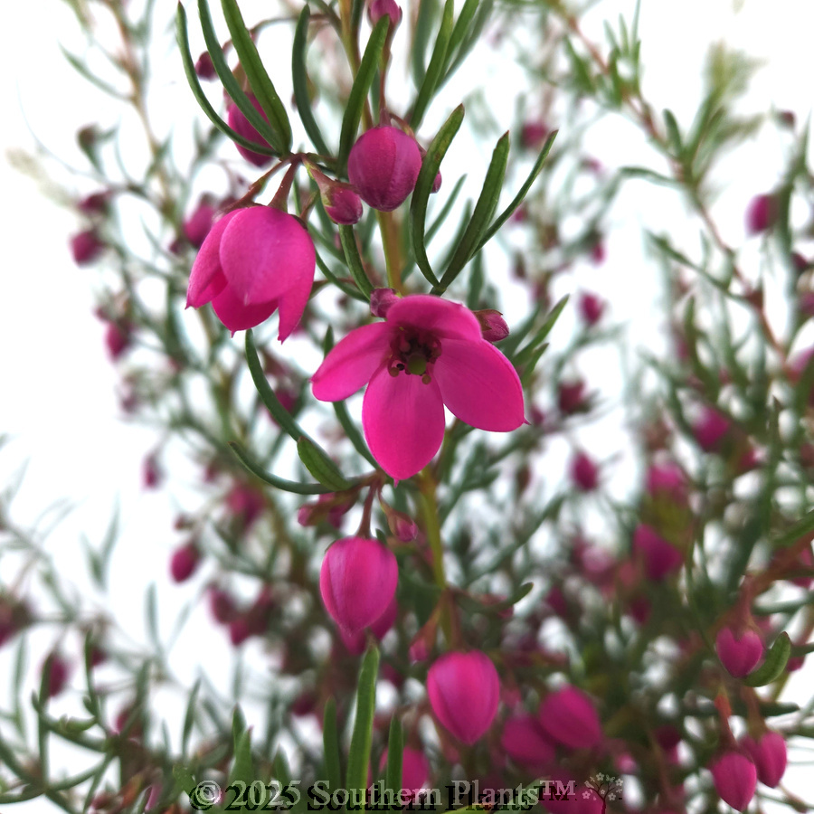 Boronia Flamingo