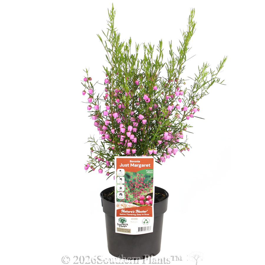 Boronia Just Margaret