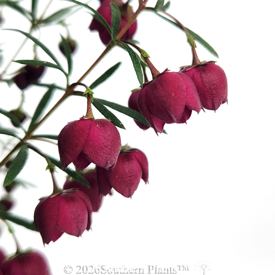 Boronia Mirabelle