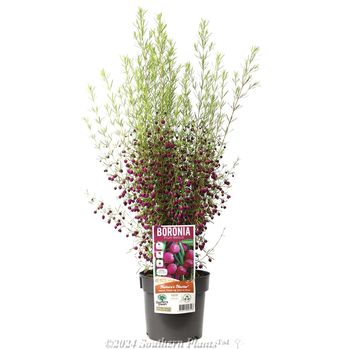 Boronia Plum Bells