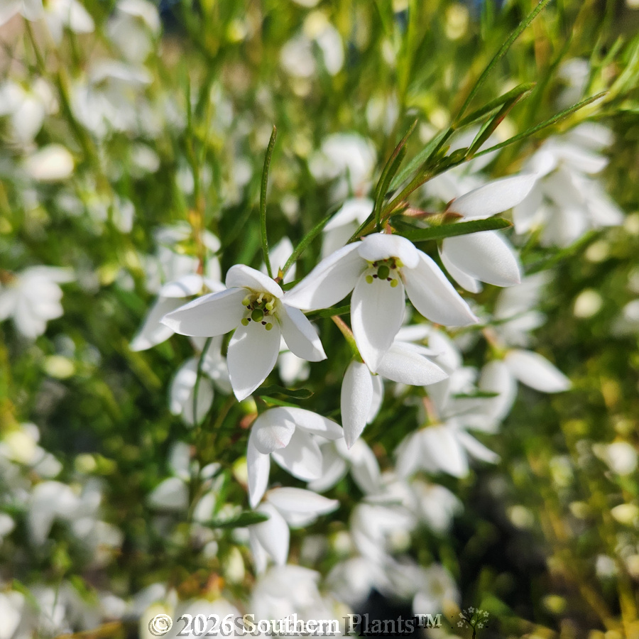 Boronia Sirius