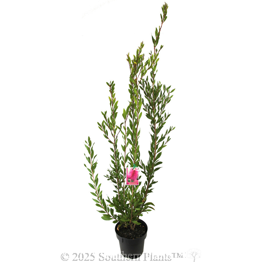 Callistemon Bronwen
