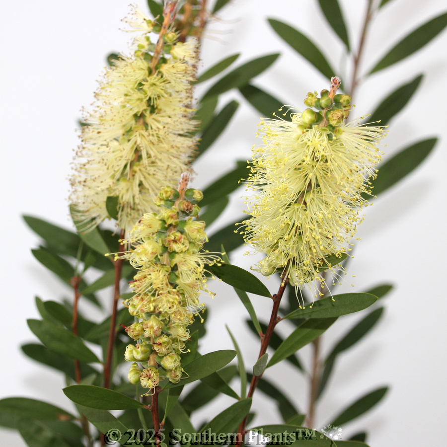 Bottlebrush Icy Burst™