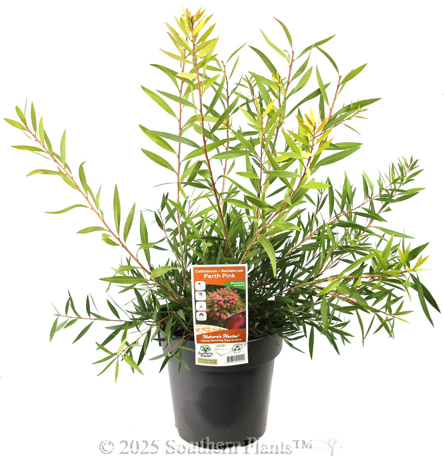 Callistemon Perth Pink
