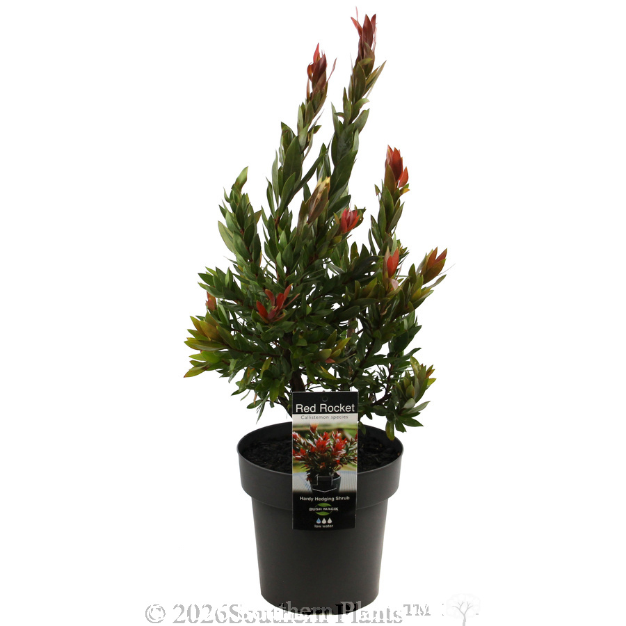 Callistemon Red Rocket