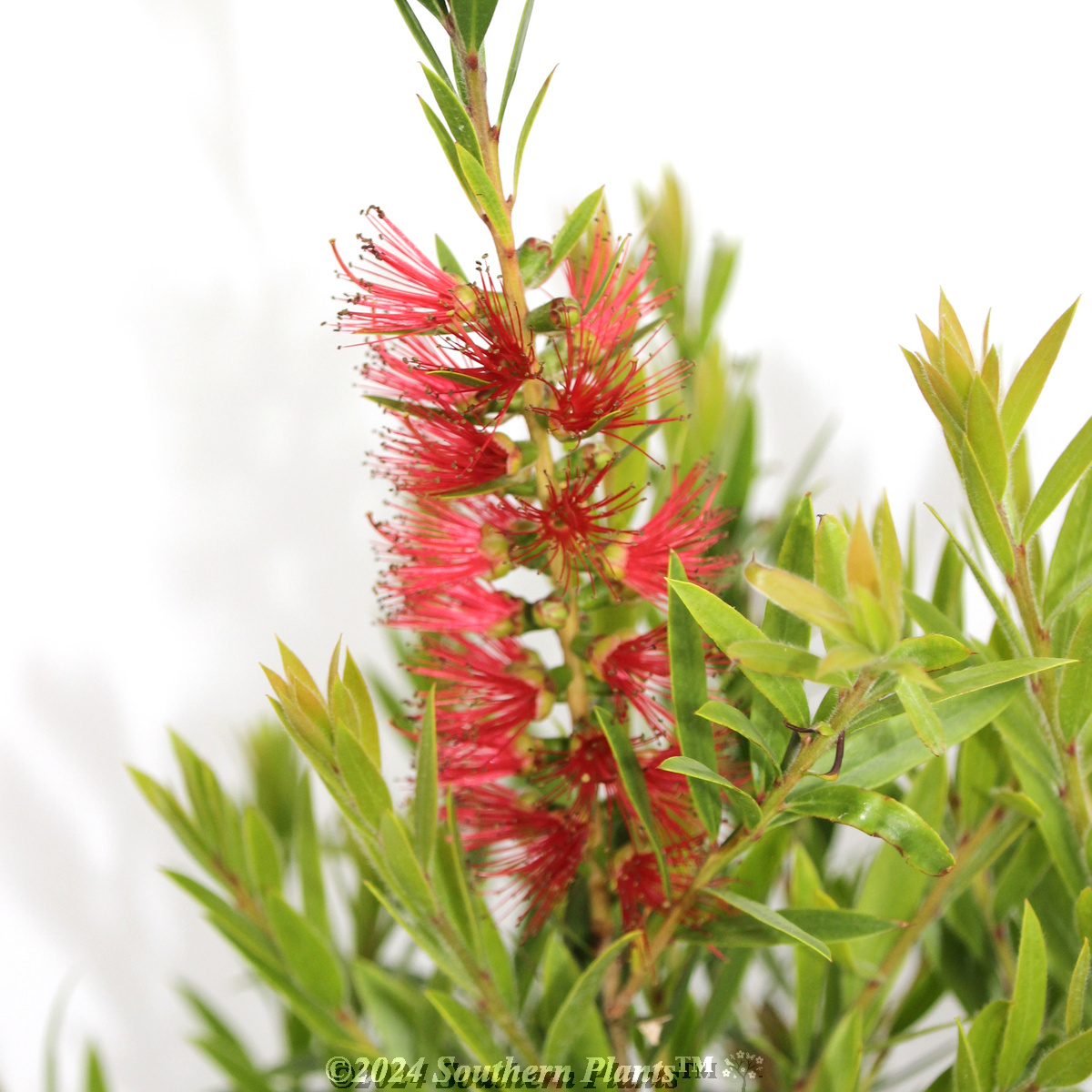 Bottlebrush Slim™