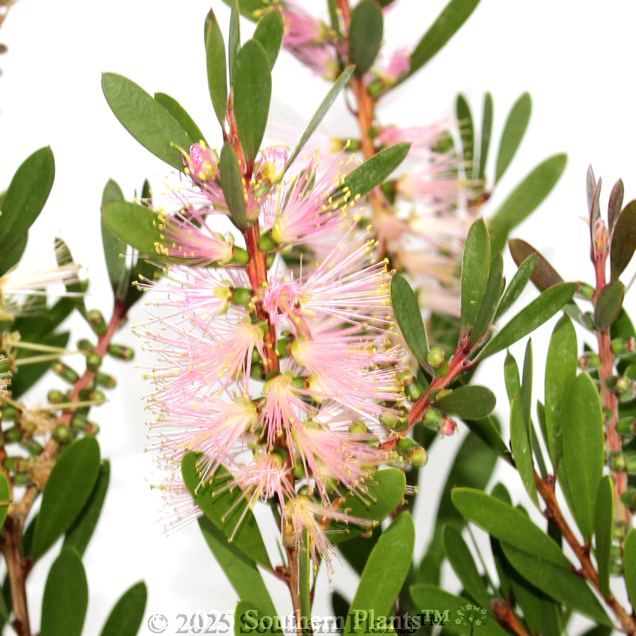 Bottlebrush Sweet Burst™
