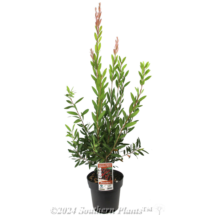 Callistemon Western Glory