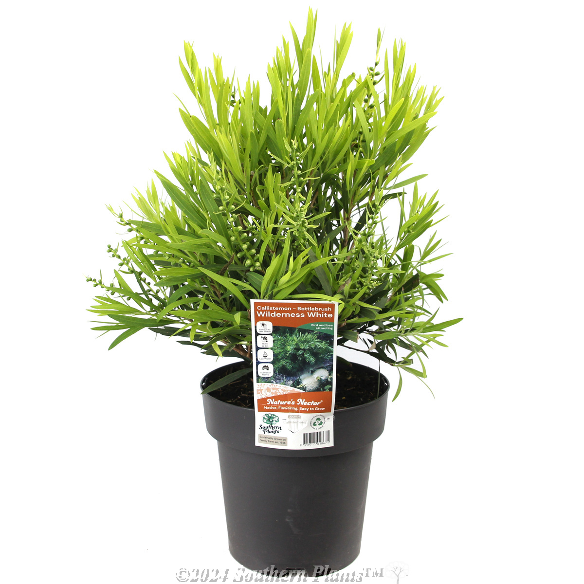 Callistemon Wilderness White