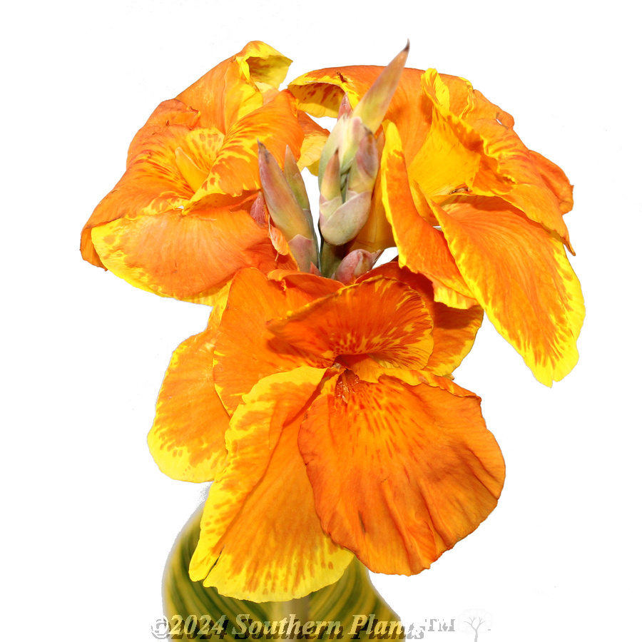 Canna Tropicanna® GOLD