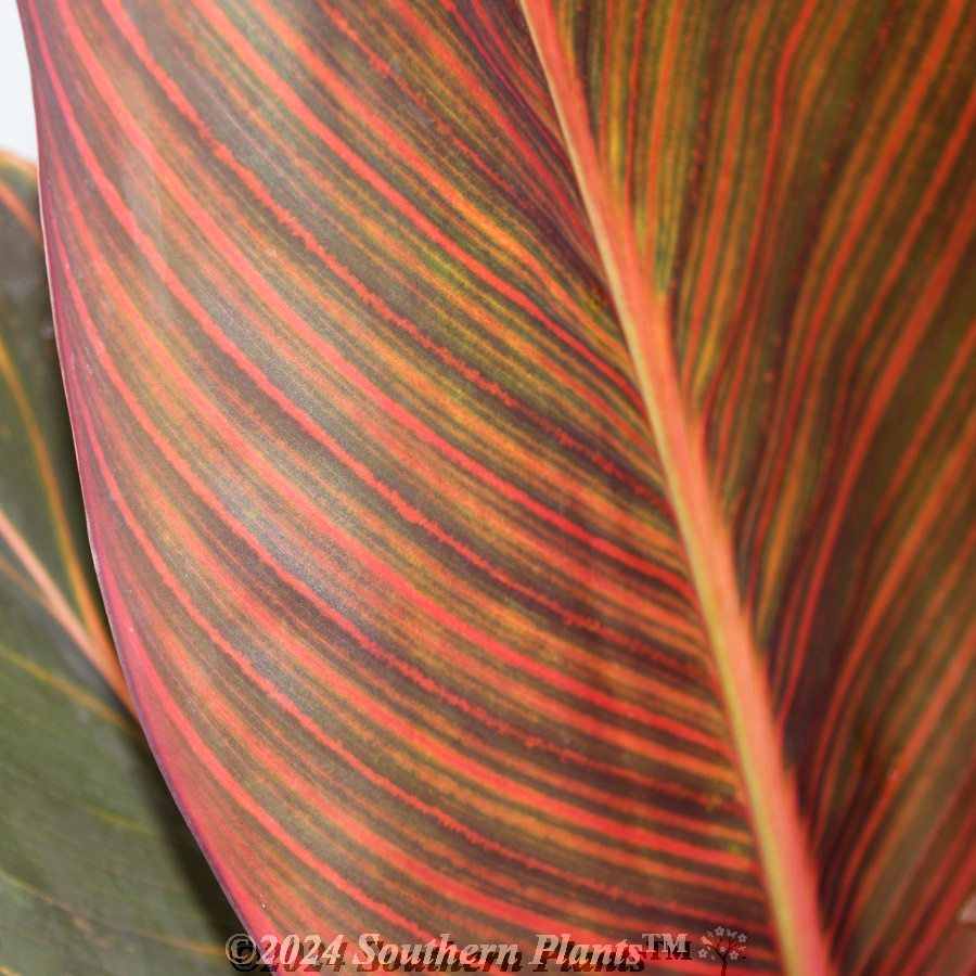 Canna Tropicanna® Phasion